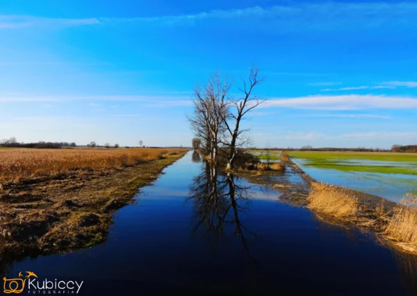 Bezlistne drzewo stoi między polami obok podmokłej ścieżki odbijającej błękitne niebo, w jasnym świetle słonecznym z rozproszonymi chmurami. Uprawy i trawy graniczą z zalaną ścieżką. - Kubiccy Fotografia - Fotograf Łódź