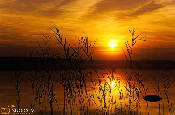Sylwetki wysokich traw stoją nad spokojnym jeziorem o zachodzie słońca, a złote i pomarańczowe odcienie wypełniają niebo i odbijają się w wodzie. Logo Kubiccy Photography znajduje się w lewym dolnym rogu. - Kubiccy Fotografia - Fotograf Łódź