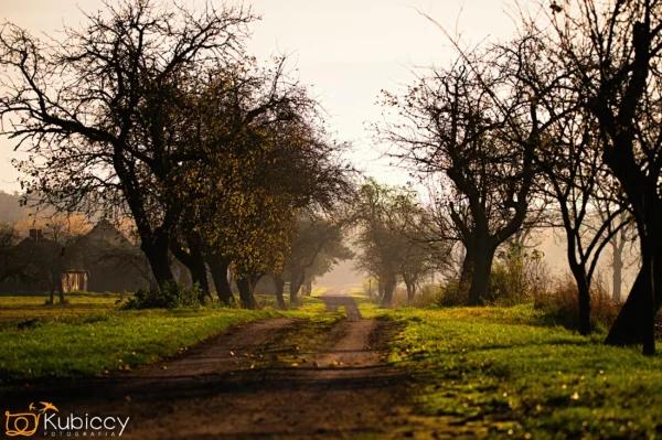 Polna ścieżka biegnie przez trawiasty obszar porośnięty bezlistnymi drzewami, skąpanymi w ciepłym, złotym słońcu. Scena jest spokojna i cicha, z delikatną mgłą w oddali i domem ledwo widocznym po lewej stronie. - Kubiccy Fotografia - Fotograf Łódź