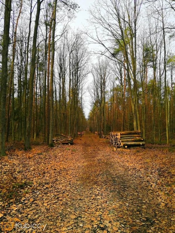 Jesienią pokryta liśćmi ścieżka biegnie przez las wysokich, nagich drzew. Stosy ściętych pni są starannie ułożone po obu stronach ścieżki. Niebo jest zachmurzone, tworząc spokojną, cichą atmosferę. - Kubiccy Fotografia - Fotograf Łódź