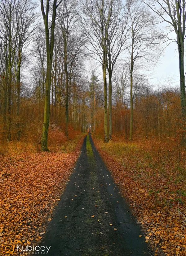 Wąska polna ścieżka biegnie przez las wysokich, bezlistnych drzew. Ziemia i drzewa pokryte są pomarańczowymi i brązowymi opadłymi liśćmi. Niebo jest zachmurzone, tworząc spokojną, jesienną atmosferę. - Kubiccy Fotografia - Fotograf Łódź