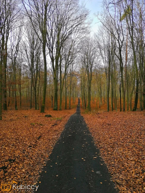 Prosta, wąska ścieżka biegnie przez las z wysokimi, bezlistnymi drzewami. Ziemia pokryta jest opadłymi pomarańczowo-brązowymi liśćmi, a niebo jest częściowo zachmurzone. - Kubiccy Fotografia - Fotograf Łódź