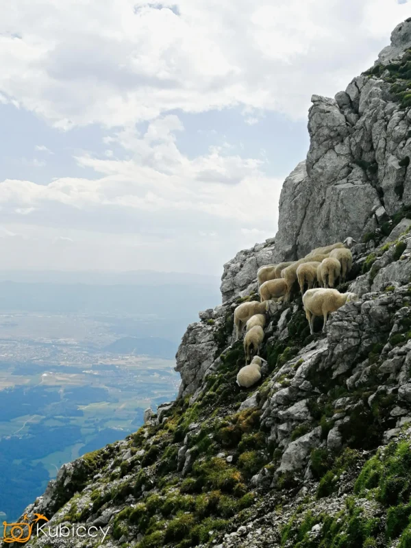 Grupa owiec wspina się po stromym, skalistym zboczu góry z widokiem na odległą dolinę i zachmurzone niebo w tle. - Kubiccy Fotografia - Fotograf Łódź