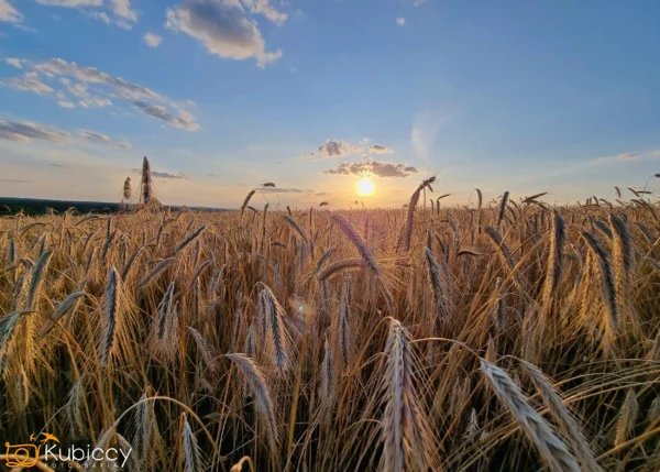 Złote pole pszenicy o zachodzie słońca, z wysokimi łodygami kołyszącymi się pod błękitnym niebem usianym chmurami. Słońce jest nisko na horyzoncie, rzucając ciepłe światło na krajobraz. - Kubiccy Fotografia - Fotograf Łódź