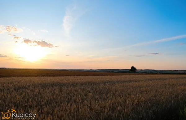 Złote pole pszenicy rozciąga się po horyzont pod czystym błękitnym niebem o zachodzie słońca, z miękkimi chmurami i słońcem nisko na niebie. Krajobraz jest spokojny i wiejski. - Kubiccy Fotografia - Fotograf Łódź