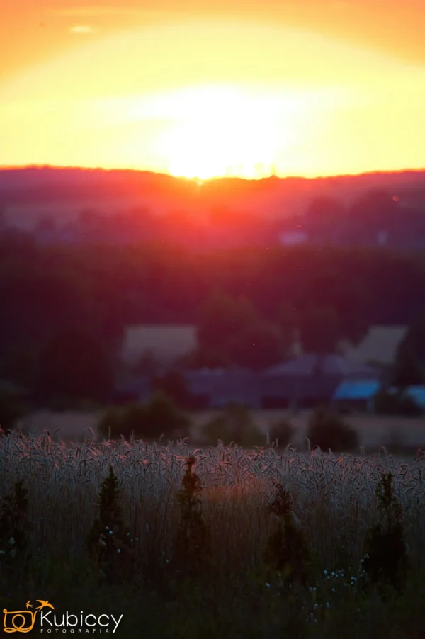 Jasnopomarańczowy zachód słońca świeci nad wiejskim krajobrazem z polami i odległymi drzewami, rzucając ciepłe światło na wysoką trawę i sylwetki roślin na pierwszym planie. - Kubiccy Fotografia - Fotograf Łódź