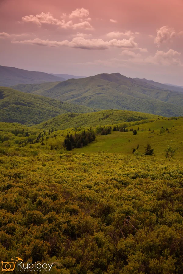 Zielone wzgórza i gęsty las rozciągają się w oddali pod różowawym niebem z rozproszonymi chmurami; w tle widoczny jest grzbiet górski. - Kubiccy Fotografia - Fotograf Łódź