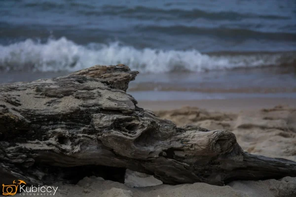 Duży kawałek drewna dryfującego spoczywa na piaszczystej plaży z łagodnymi falami napływającymi z niebiesko-szarego morza w tle. Niebo wydaje się zachmurzone, nadając scenie spokojną, cichą atmosferę. - Kubiccy Fotografia - Fotograf Łódź